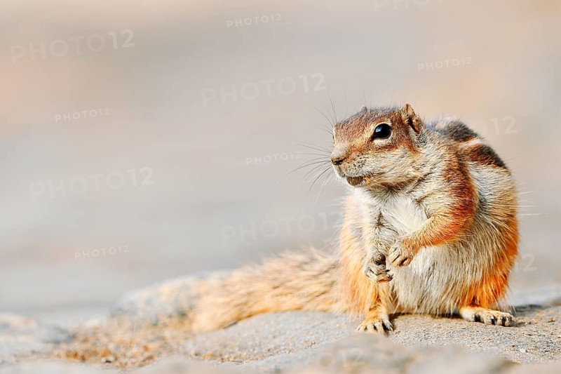 Atlas squirrel or North African bristle squirrel (Atlantoxerus getulus) sitting on a stone, Fuerteventura, Canary Islands, Spain
