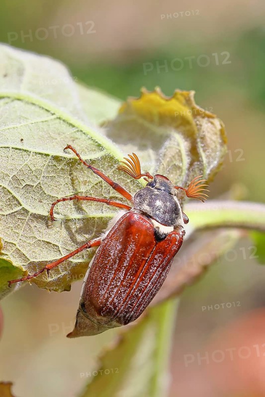 Cockchafer, forest cockchafer (Melolontha hippocastani), male, on a leaf, close-up, Wilnsdorf, North Rhine-Westphalia, Germany
