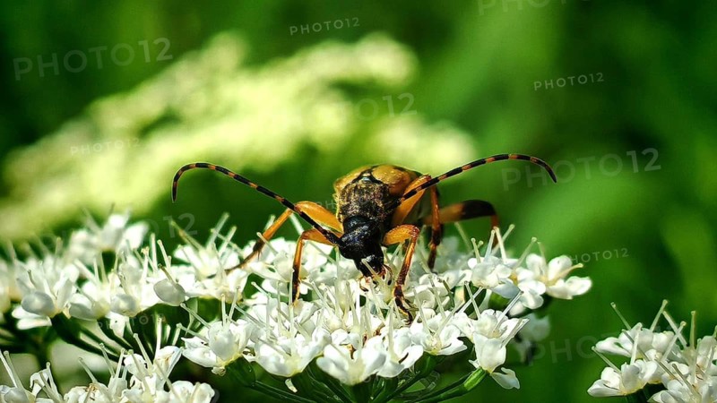 Close-up: a beetle, the spotted longhorn beetle (Rutpela maculata), with yellow and black stripes on a white flower against a green bokeh background, Steinachklamm, Frankenwald nature park Park, Upper Franconia