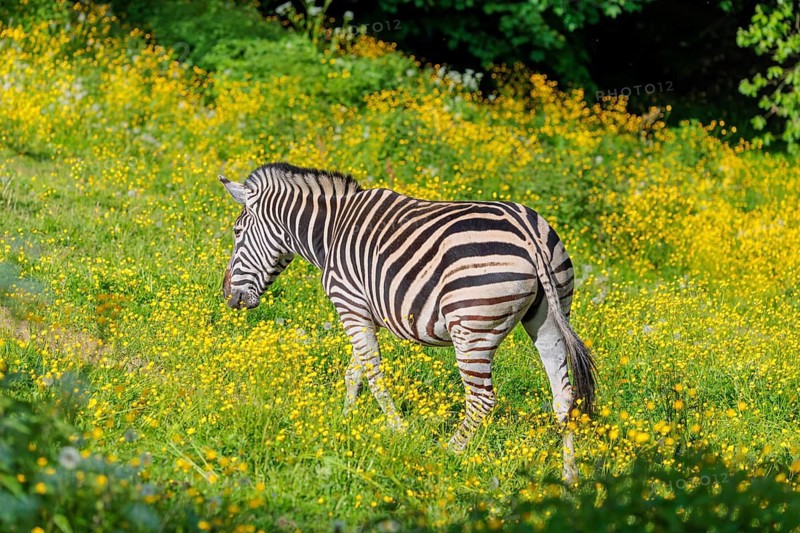 A Chapman's zebra (Equus quagga chapmani) runs across a yellow flowering meadow in hilly terrain. South East Africa