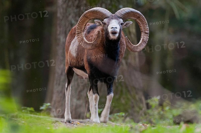 Artiodactyla, even-toed ungulate, mouflon, mouflon, mouflon, ovis gmelini musimon, cloven-hoofed, rutting, fleeing, mammals, sheep, mammals, rams, game