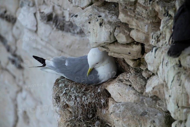 Black legged kittiwake (Rissa tridactyla) adult seabird bird on its nest on a cliff ledge in summer, England, United Kingdom