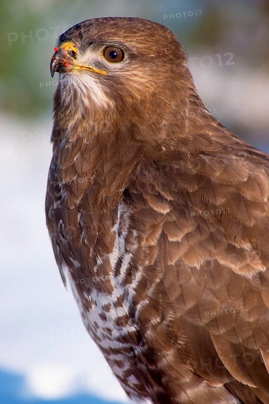 Accipitriformes, Buteo Buteo, buzzard, buzzard, birds of prey, high size, portrait format, raptors, birds, winter