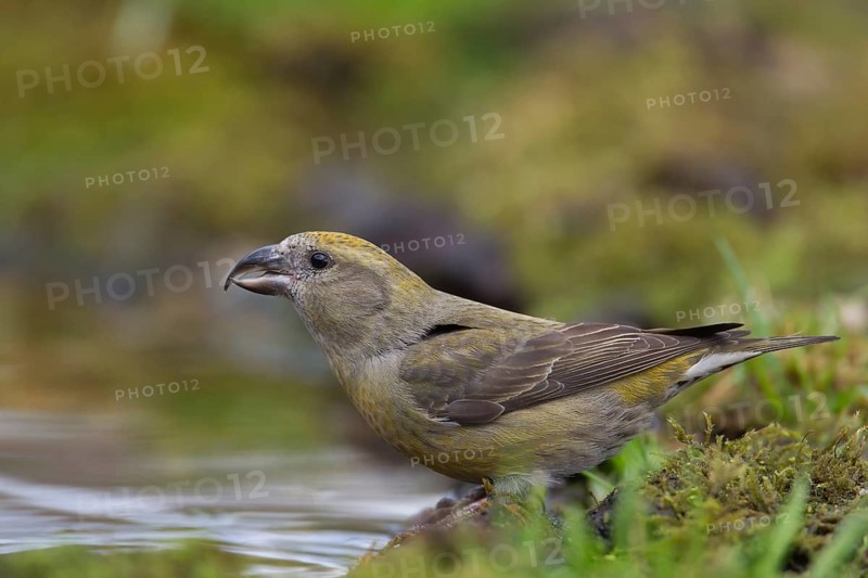 Common crossbill (Loxia curvirostra) adult female bird at a woodland water drinking pool, England, United Kingdom