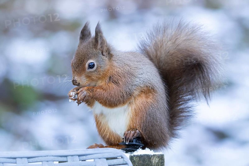 Red squirrel (Sciurus vulgaris) adult rodent animal eating a nut in snow in winter, England, United Kingdom