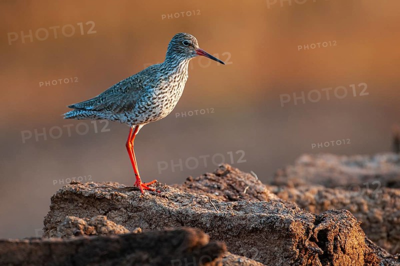 Common Redshank (Tringa totanus), Goldenstedt, Lower Saxony, Germany