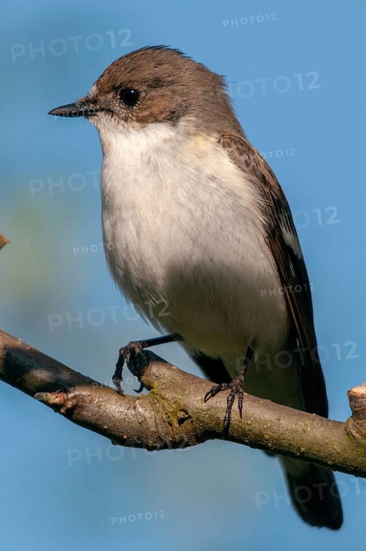 Ficedula hypoleuca, pied flycatcher, mourning snapper, mourning snapper, birds, high size, portrait format, passeri, songbirds, birds