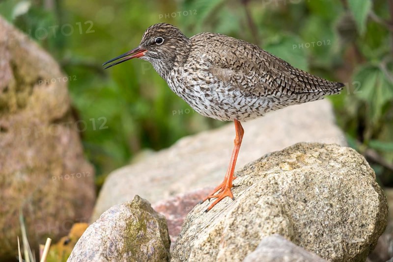 Redshank, redshank, tringa totanus, birds, charadriiformes, limikolen, sleep, snipe birds, scolopacidae, sleep, birds, waders, waders