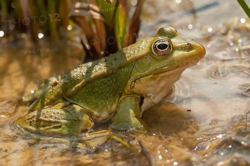 Green frog, pelophylax spec., rana spec., water frog, amphibians, amphibians, frog, frog, frogs, amphibians