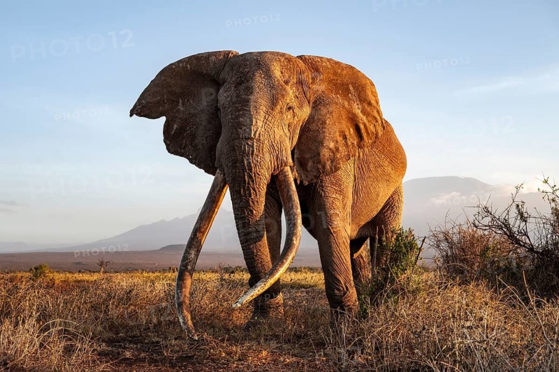 African elephant (Loxodonta africana) with Kilimanjaro, the famous Super Tusker elephant Craig, old male with long tusks, evening light, Amboseli, Kajiado County, Kenya
