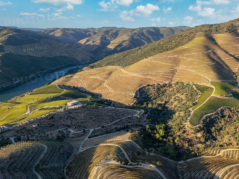 Drone view of sunlit vineyard terraces descending to the Douro River in Portugal's Douro Valley during late afternoon
