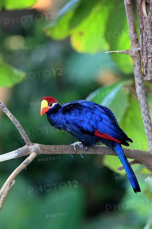 Exotic bird in blue and red perched on a branch, surrounded by green jungle, shield turaco (Musophaga violacea), adult, on a tree, alert, in captivity, South Africa