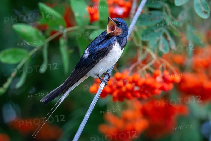 Hirundo rustica, barn swallow, birds, passeri, swallows, songbirds, birds