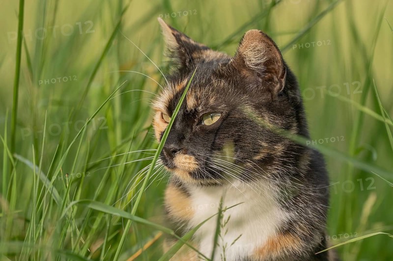 A black, ginger-colored cat stands among tall grasses. He looks around carefully. It is a wonderful day outdoors