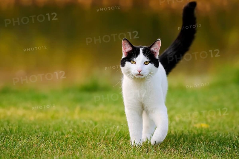 Domestic cat standing in a meadow, North Rhine-Westphalia, Germany
