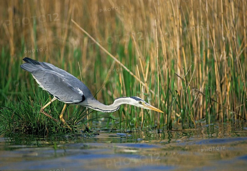 Ardea cinerea, heron, gray heron, birds, ciconiiformes, hunting, leo, heron, walking birds, wading birds, birds