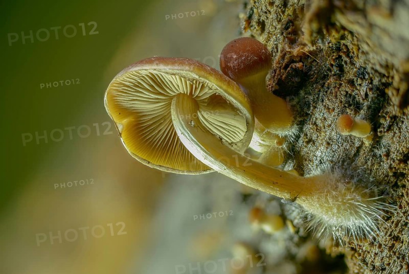 Cluster crumblecap, mushroom mycelium, psathyrella hydrophila, psathyrella piluliformis, white-stemmed stick sponge, watery fibrous, watery shortbread, watery mushroom, fungi, mycelium, mycelium, mushrooms
