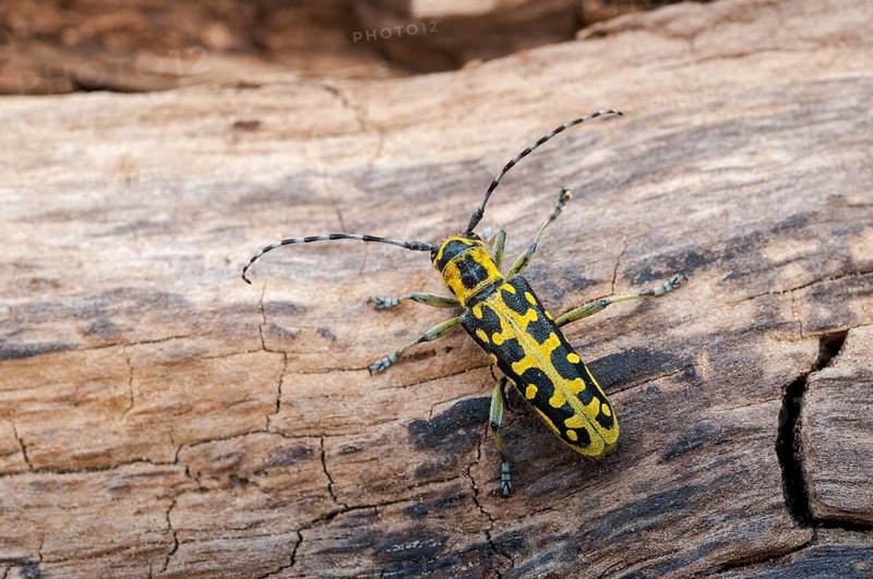 Ladder-marked Longhorn Beetle, Ladderbuck, Saperda Scalaris, Beetle, Longhorn Beetle, Coleoptera, Insects, Beetles