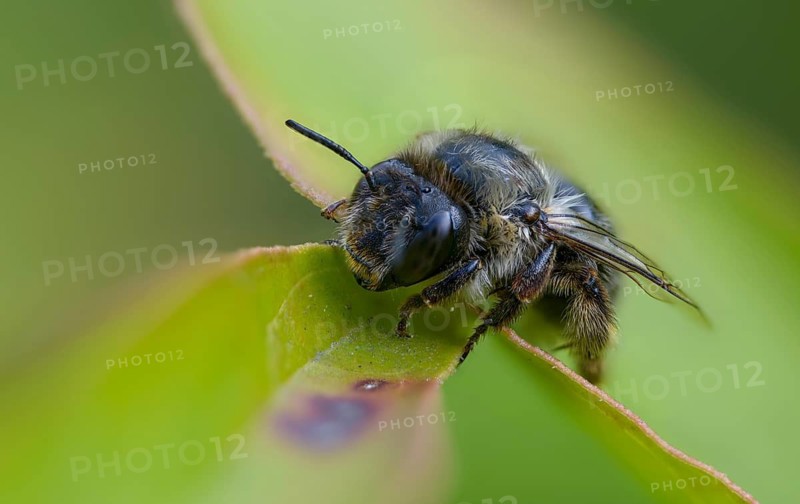 Apidae, bees, blue mason bee, hymenoptera, mason bee, hymenoptera, mason bee, osmia caerulescens, steel blue mason bee, female, insects, insects, female