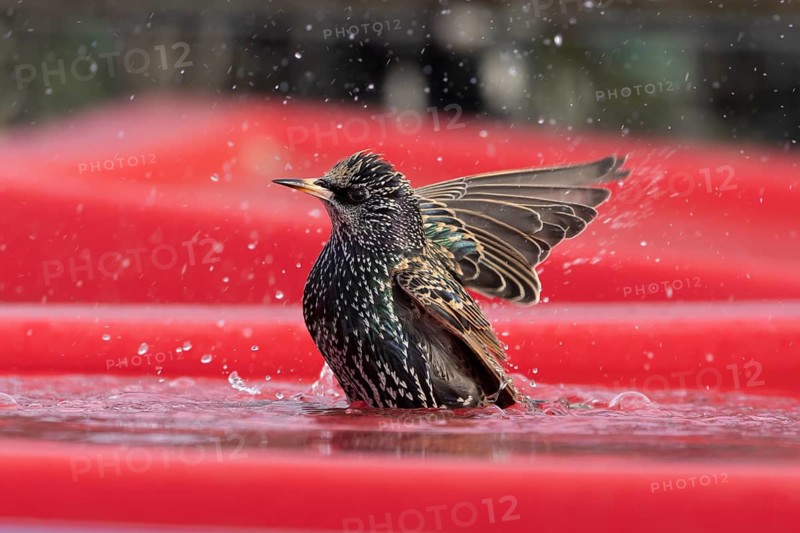 Common starling (Sturnus vulgaris) adult garden bird bathing in water on the lid of a large plastic storage box, England, United Kingdom