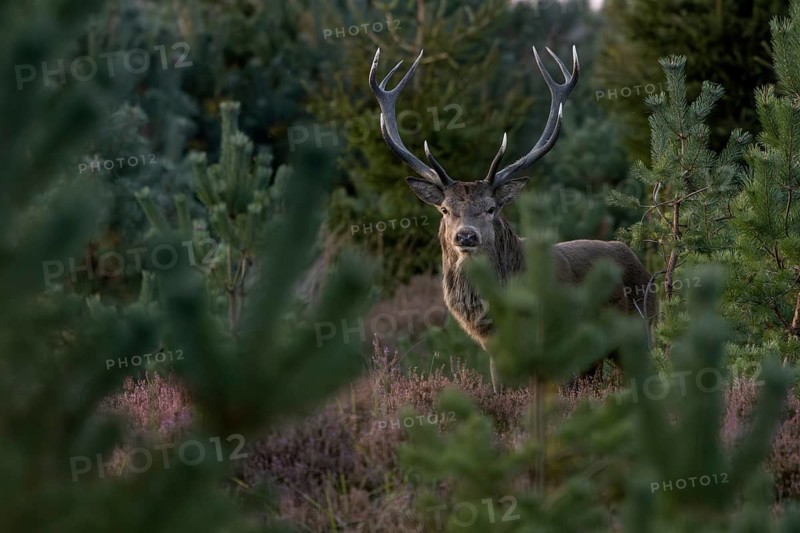 Red deer (Cervus elaphus) still undecided, standing between young pines and heather (Calluna vulgaris), heath landscape, blooming, heather blossom, Krondyr, rutting season, red deer rut, red deer rut, September, Denmark