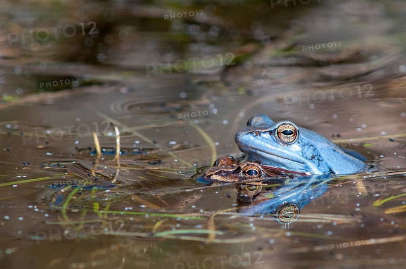 Moor frog, moor frog, rana arvalis, amphibians, amphibians, courtship behavior, courtship display, frog, frogs, amphibians, male