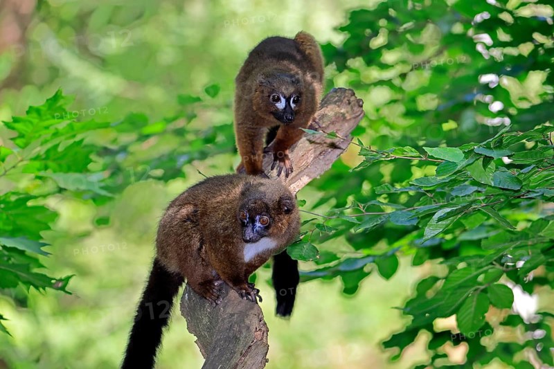 Red-bellied lemur (Eulemur rubriventer), adult, female, male, pair, on a tree trunk, alert, Madagascar
