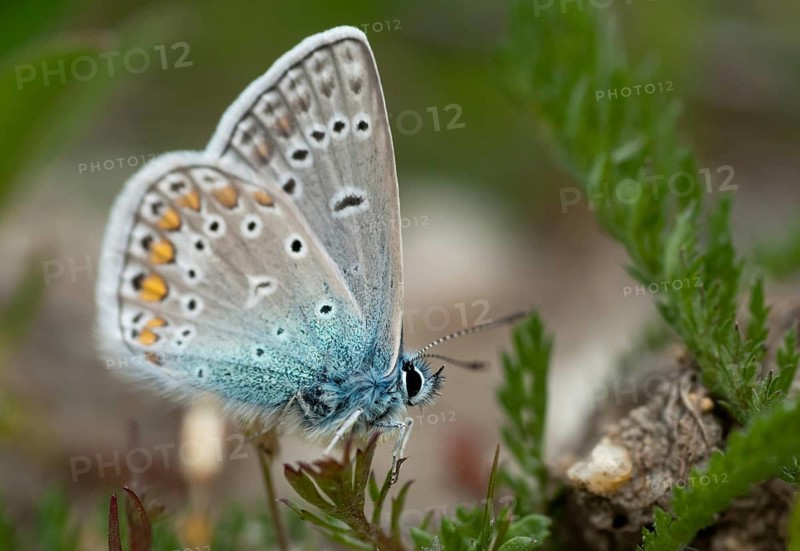 Brandenburg, common blue, common blue, Germany, hauhechelbläuling, nabu, national natural heritage, natural paradise Grünhaus, polyommatus icarus, post-mining landscape, blue, butterfly, green house, insects, butterfly, butterflies