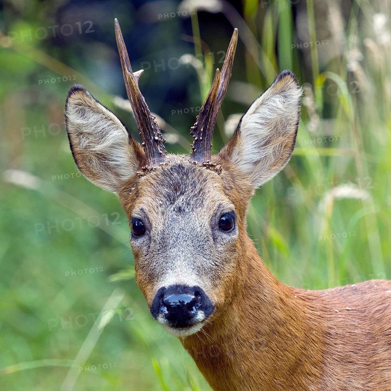 Roe deer (Capreolus capreolus), a roe buck looks at the camera, Solms, Hesse, Germany
