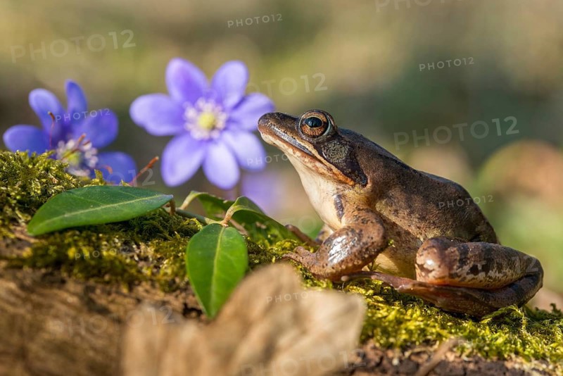 Agile frog, common hepatica, buttercup family, hepatica nobilis, liverwort, rana dalmatina, ranunculaceae, jumping frog, amphibians, amphibians, flora, frog, frogs, spring, liverwort, amphibians, plants, spring