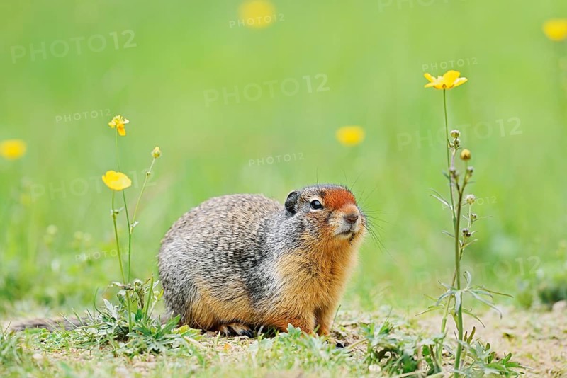 Columbia ground squirrel (Urocitellus columbianus, Spermophilus columbianus) in a flower meadow, Yoho National Park, British Columbia, Canada