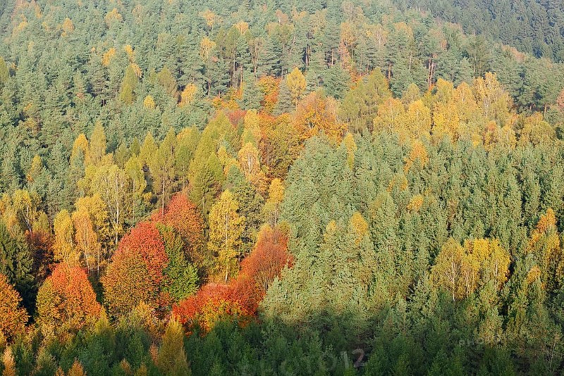 Mixed forest in autumn, Saxon Switzerland, Elbe Sandstone Mountains, Saxony, Germany