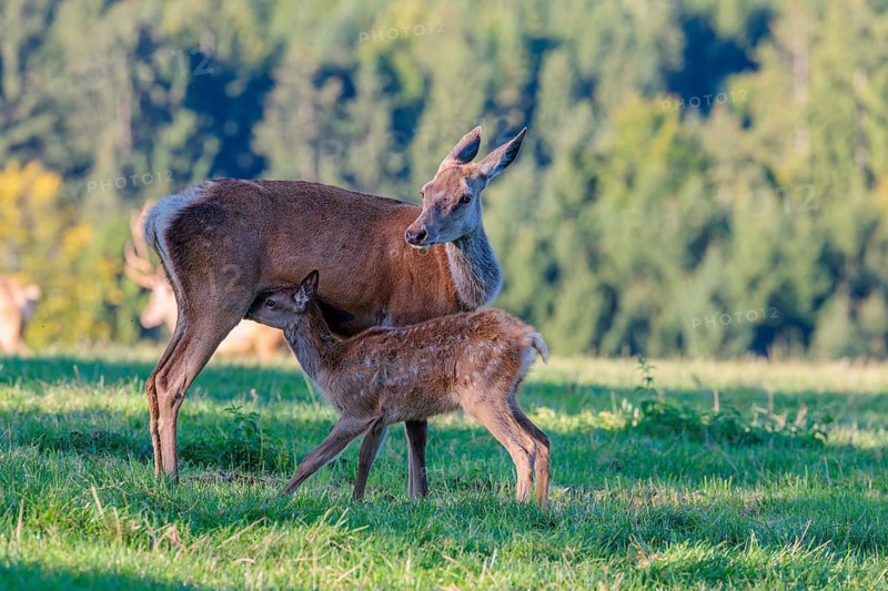 A female Altai maral (Cervus canadensis sibiricus) suckles her calf in a green meadow in the first light of day. Southern Siberia, northwestern Mongolia, northern Xinjiang province of China