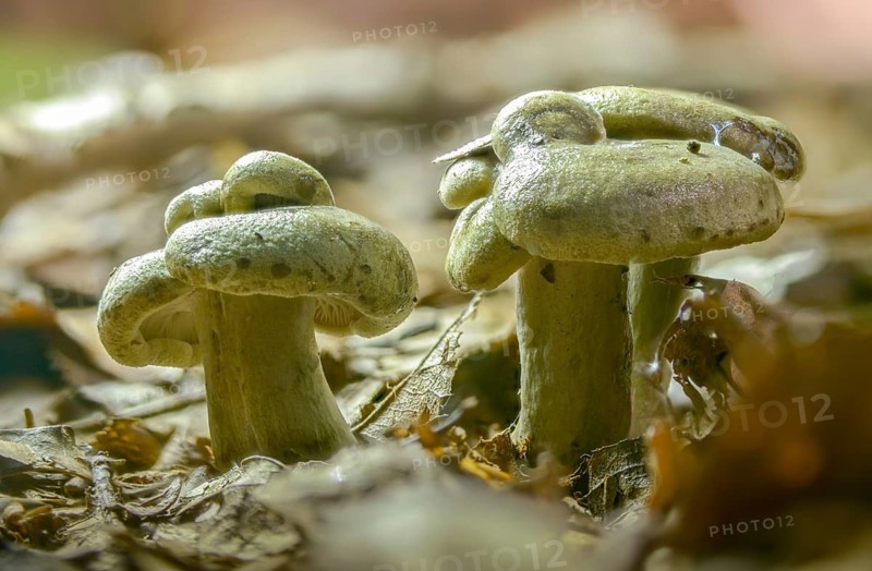 Agaricus blennius, beech milkcap, grey-green milkling, lactarius blennius, lactarius viridis, milkling, fungi, fungi, slimy milkcap