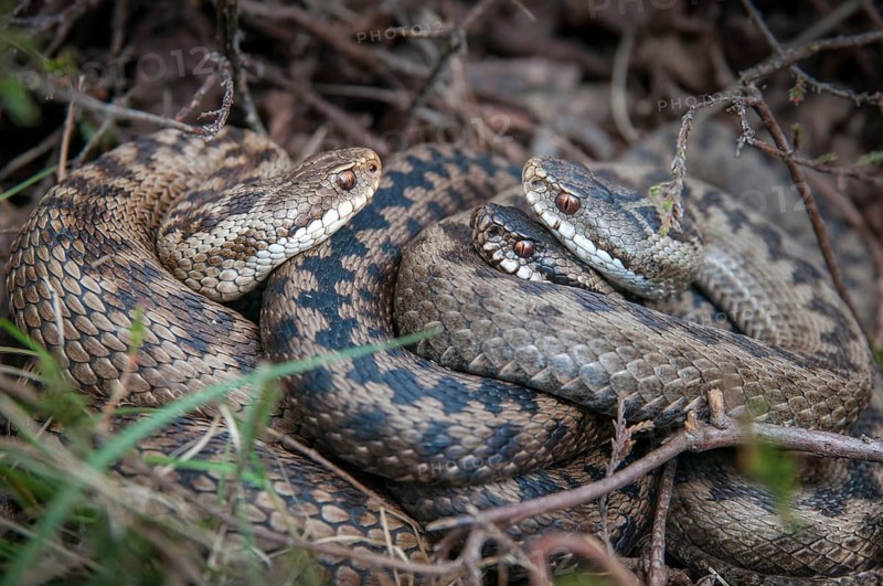 European adder, European viper, venomous snake, vipera berus, critters, female, poisonous reptiles, male, mating, male, mating, reptilia, reptiles, snakes, snakes, female