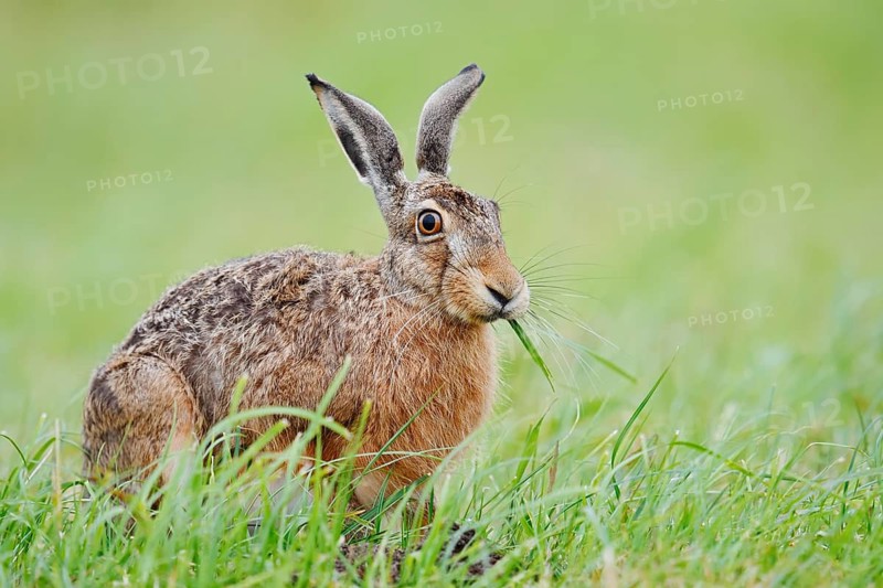 A brown hare (Lepus europaeus) sits in a meadow eating blades of grass, North Rhine-Westphalia, Germany