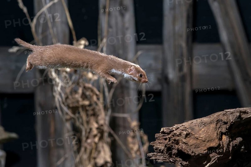 Carnivora, least weasel, mouse weasel, mustela nivalis, predators, bolt, mammals, raptors, jump, mammals