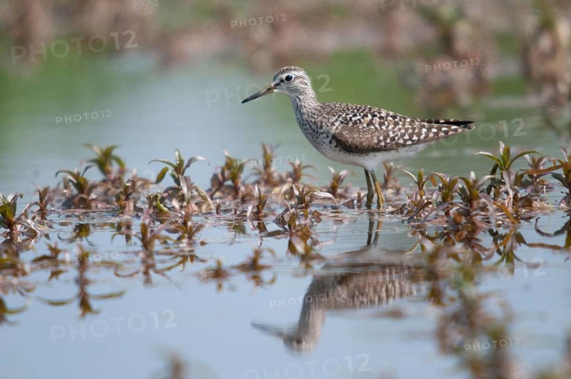 Bruchwasserlaeufer, tringa glareola, wood sandpiper, birds, charadriiformes, limikolen, mirror, snipe birds, scolopacidae, mirror image, birds, waders, waders