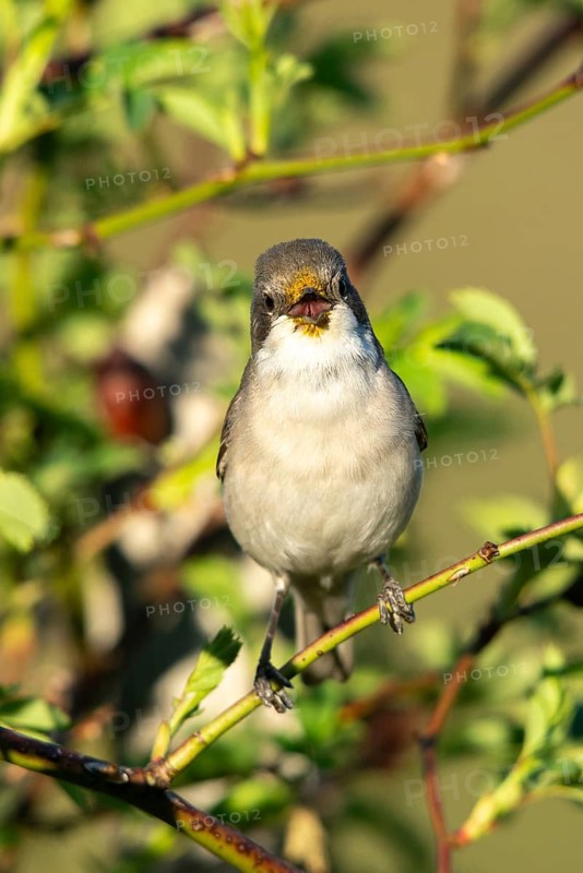 Rattleswarbler, Lesser Whitethroat, Sylvia Curruca, Birds, High Size, Portrait, Passeri, Songbirds, Birds, Warbler