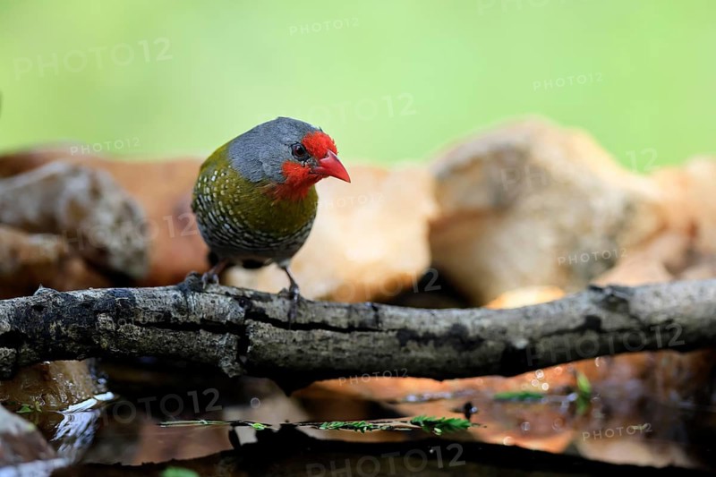 Colourfulastrid (Pytilia melba), adult, male, alert, on the lookout, by the water, Kruger National Park, South Africa