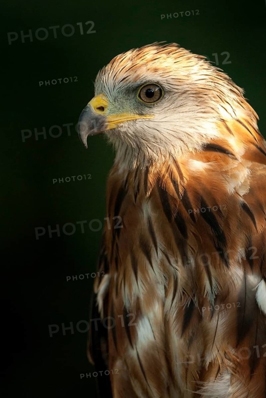 Accipitriformes, Milan, Milvus Milvus, Red Kite, Red Kite, Birds of Prey, High Size, Portrait Format, Leo, Raptor, Raptors, Birdstrike, Birds