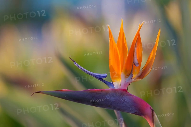 Bird-of-paradise flower (Strelitzia reginae), Cyprus