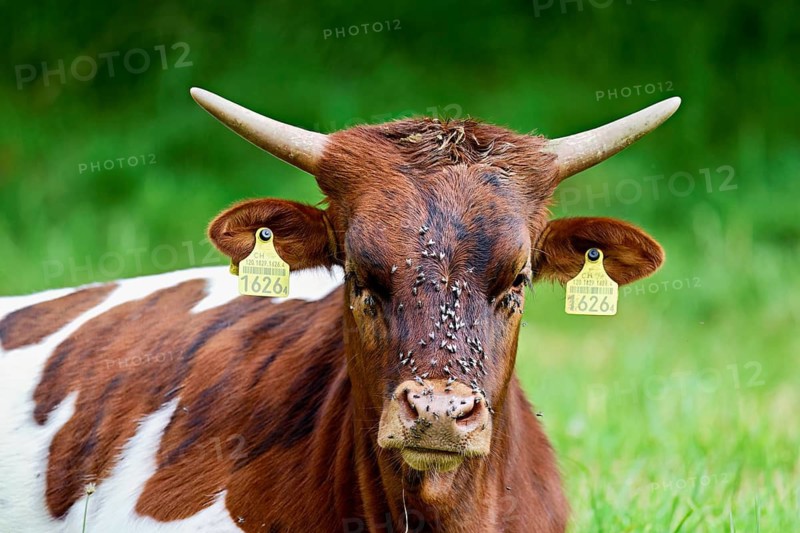 Texas Longhorn beef full of flies on their foreheads, Meienberg, Aargau Canton, Switzerland