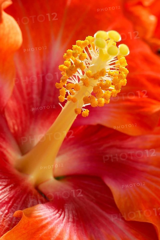 Hibiscus rosa-sinensis, Chinese rose marshmallow, tropical Asian origin, Bochum Botanical Garden, September 2006, Bochum Botanical Garden, Germany