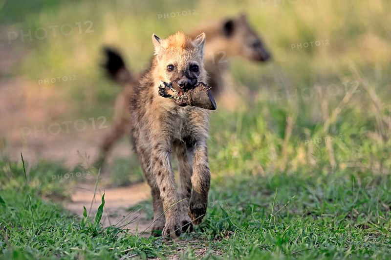 Spotted hyena (Crocuta crocuta), subadult, young animal, prey, bones, running, Kruger National Park, South Africa