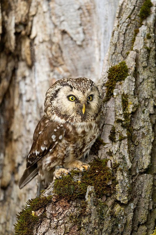 The owl perches alertly on a moss-covered tree, its sharp eyes fixed on its surroundings: a Tengmalm's owl (Aegolius funereus), adult, on a tree, alert, Bohemian Forest, Czech Republic