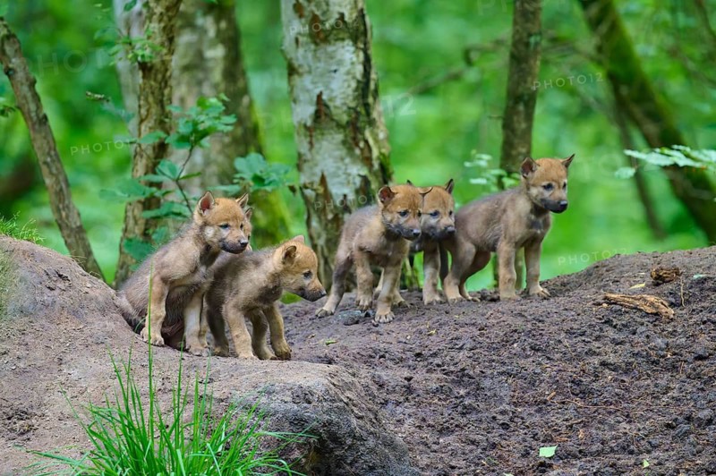 Wolf cubs gather on a mound to explore their surroundings in the forest, Wolf (Canis lupus), Germany