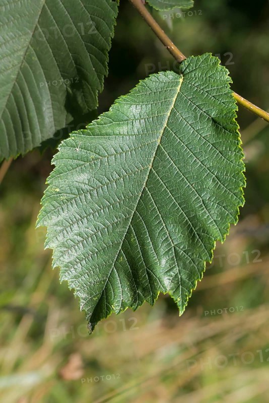 Mountain elm, ulmaceae, elm family, elm glabra, bellicose, wych elm, flora, high size, vertical format, plants, plants