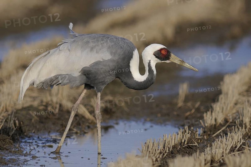 White-naped Crane (Antigone vipio) foraging, Arasaki, Japan