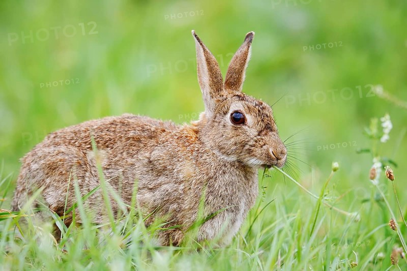 Wild rabbit (Oryctolagus cuniculus) sitting feeding in a meadow, North Rhine-Westphalia, Germany